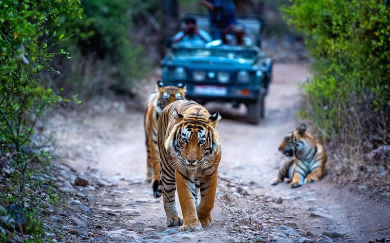 Ranthambore Safari